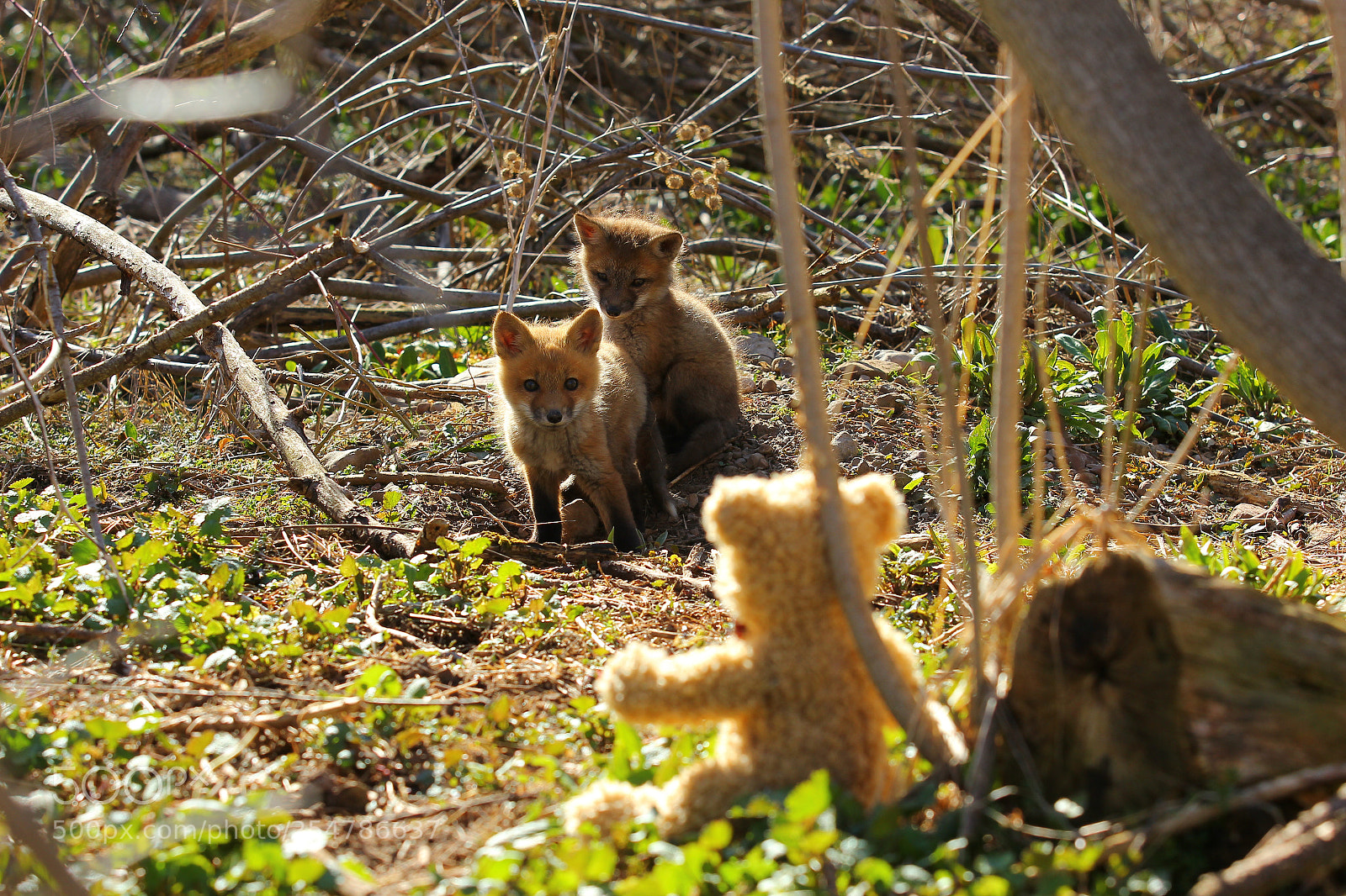 Canon EOS 550D (EOS Rebel T2i / EOS Kiss X4) sample photo. Bennington bear meets baby photography