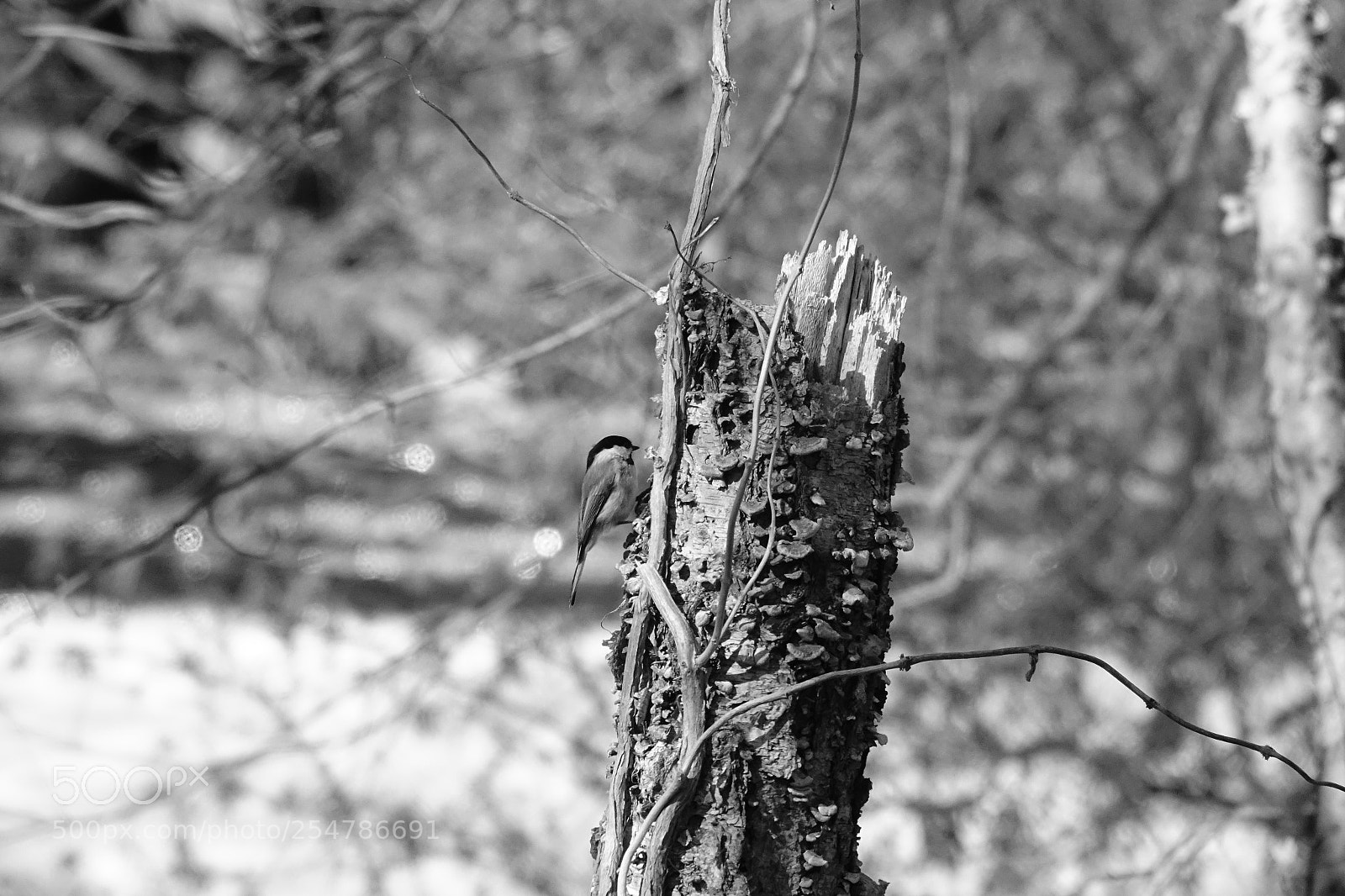 Sony Cyber-shot DSC-RX10 III sample photo. Chickadee photography