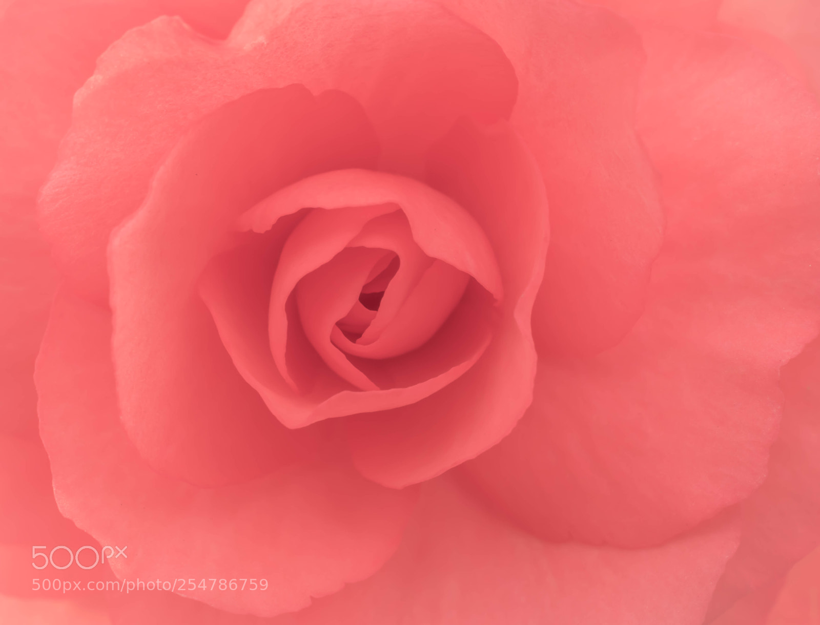 Nikon D5300 sample photo. Pink rose flower blossom photography