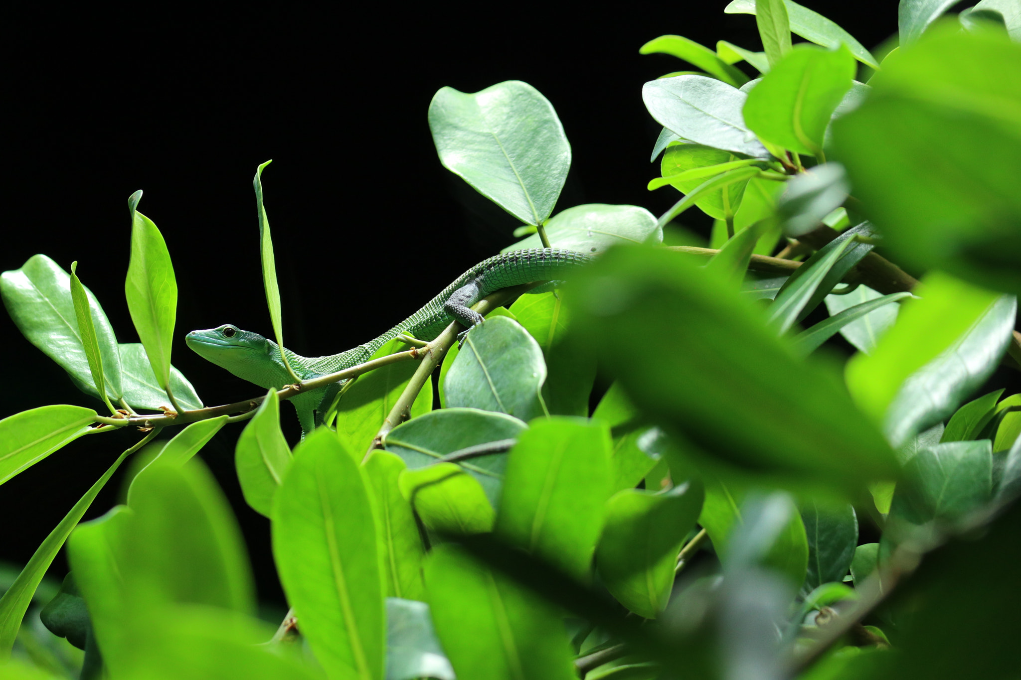 Canon EOS M6 + Canon EF-S 55-250mm F4-5.6 IS II sample photo. Green lizard photography