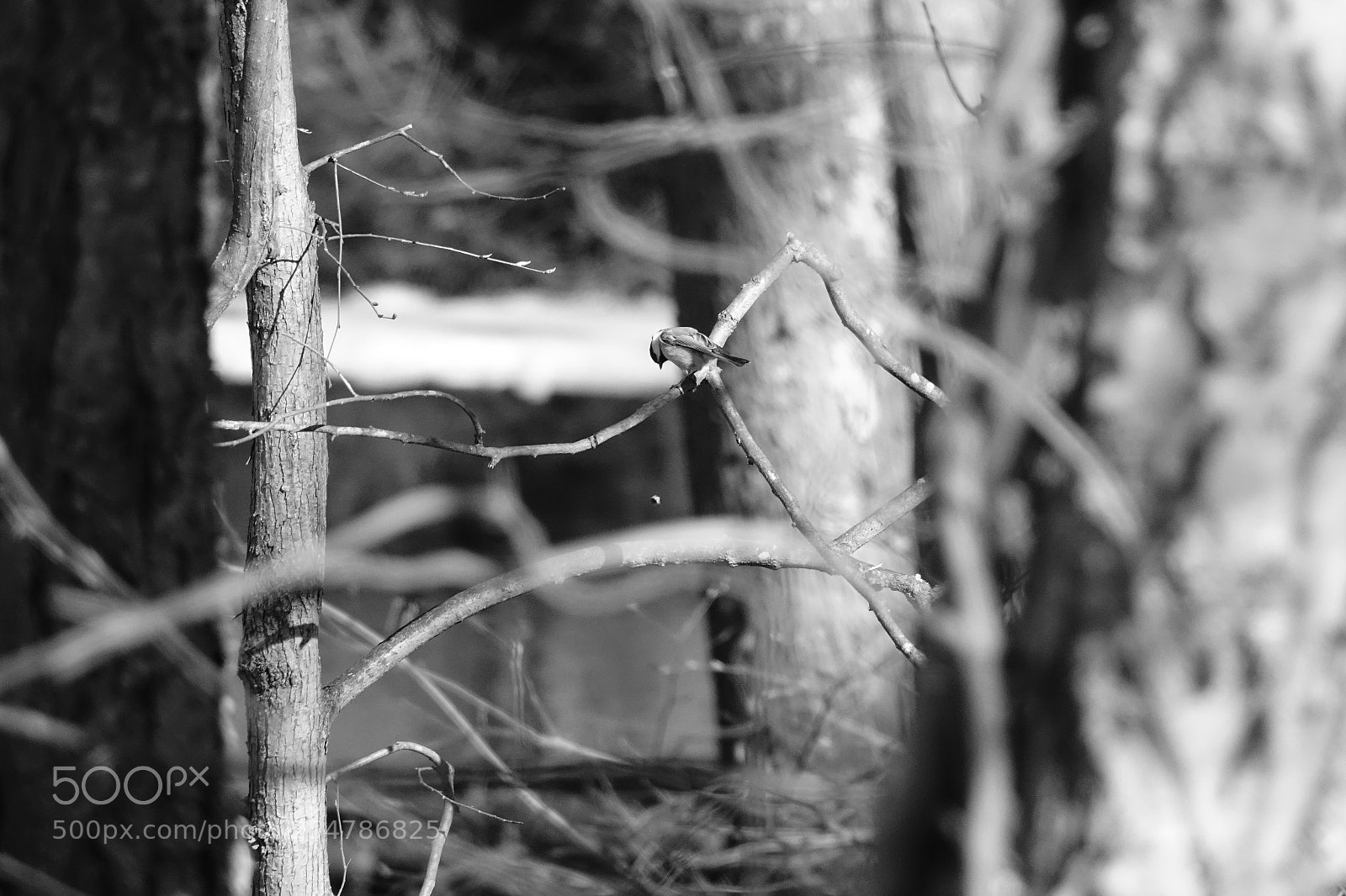 Sony Cyber-shot DSC-RX10 III sample photo. Chickadee learns about gravity photography