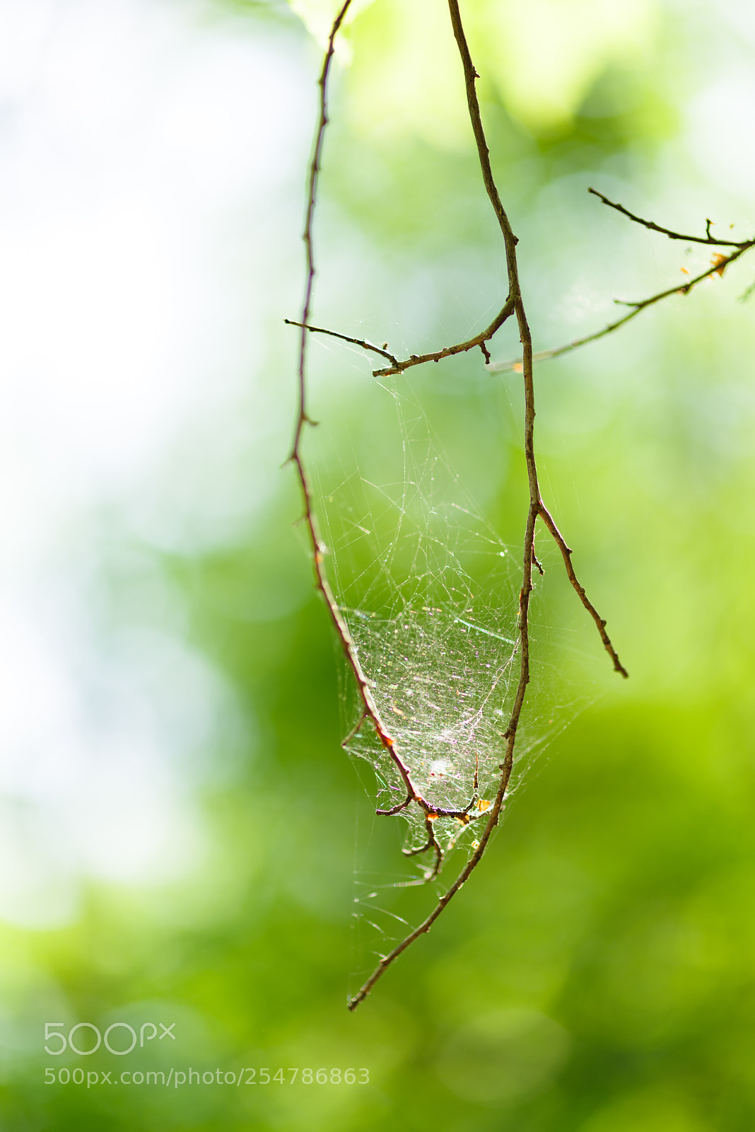 Pentax K-1 sample photo. Spiderweb photography