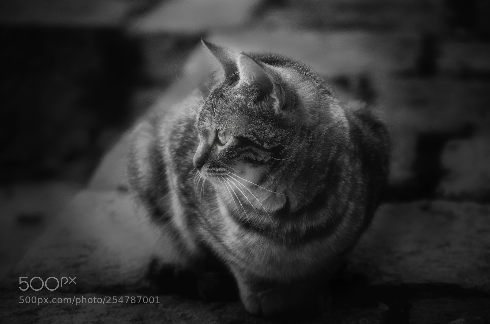 Pentax K-5 sample photo. Cat photography