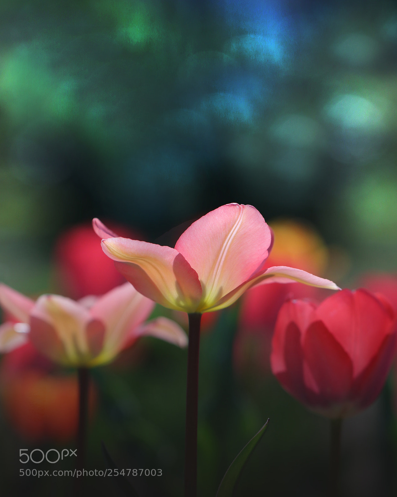 Canon EOS 80D sample photo. Tulips photography