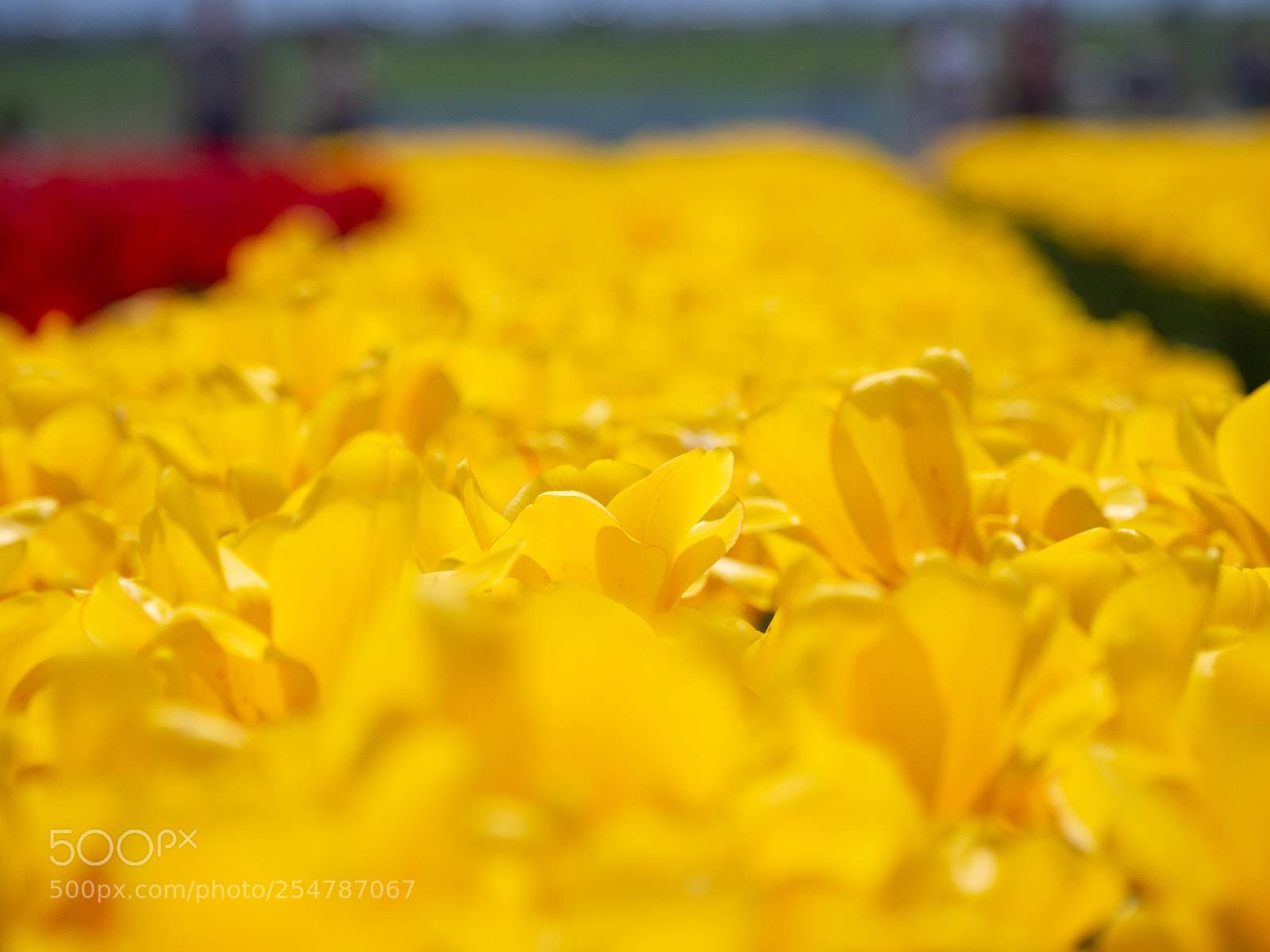 Olympus OM-D E-M10 II sample photo. Tulip field photography