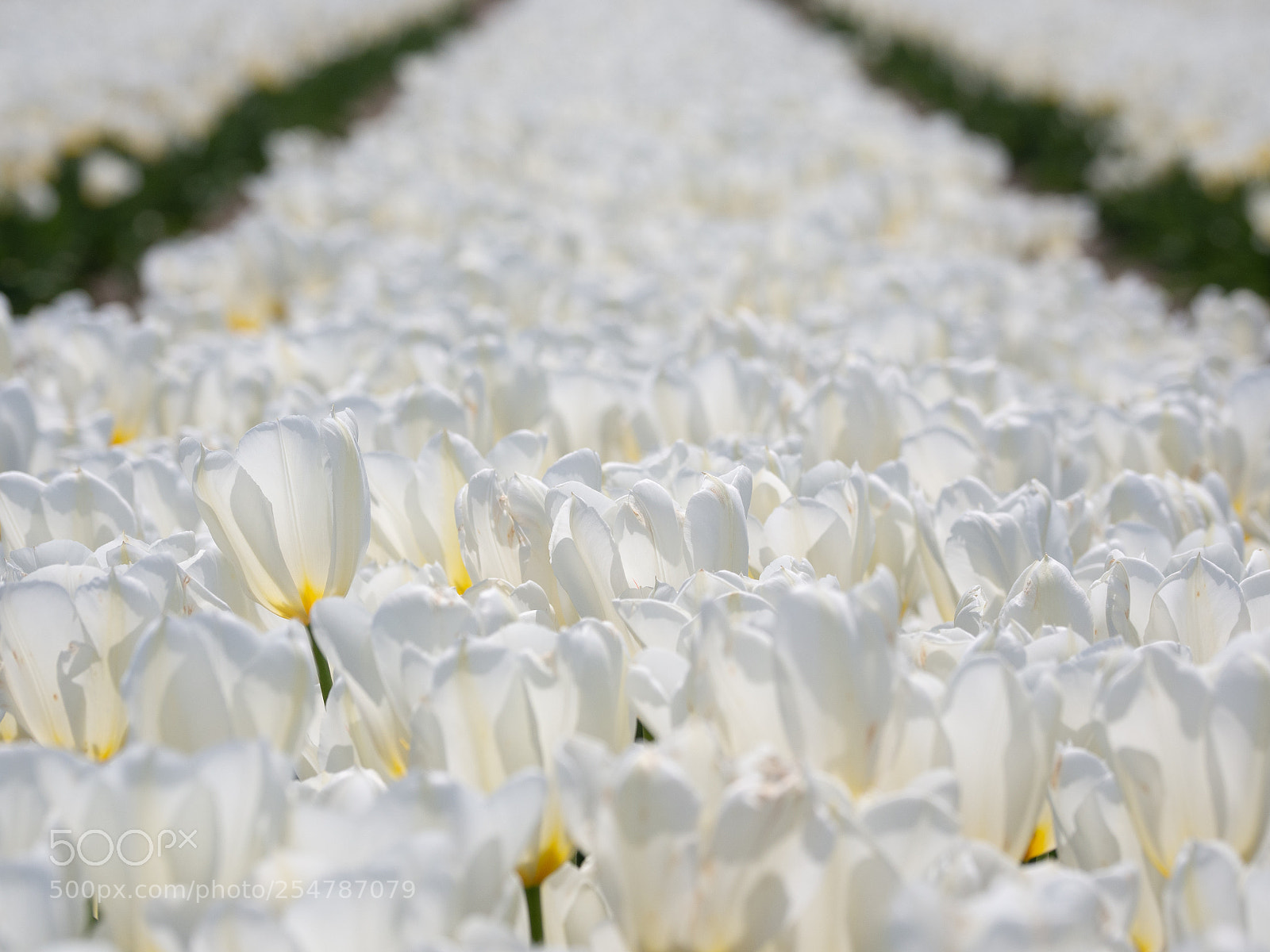 Olympus OM-D E-M10 II sample photo. Fill with white photography