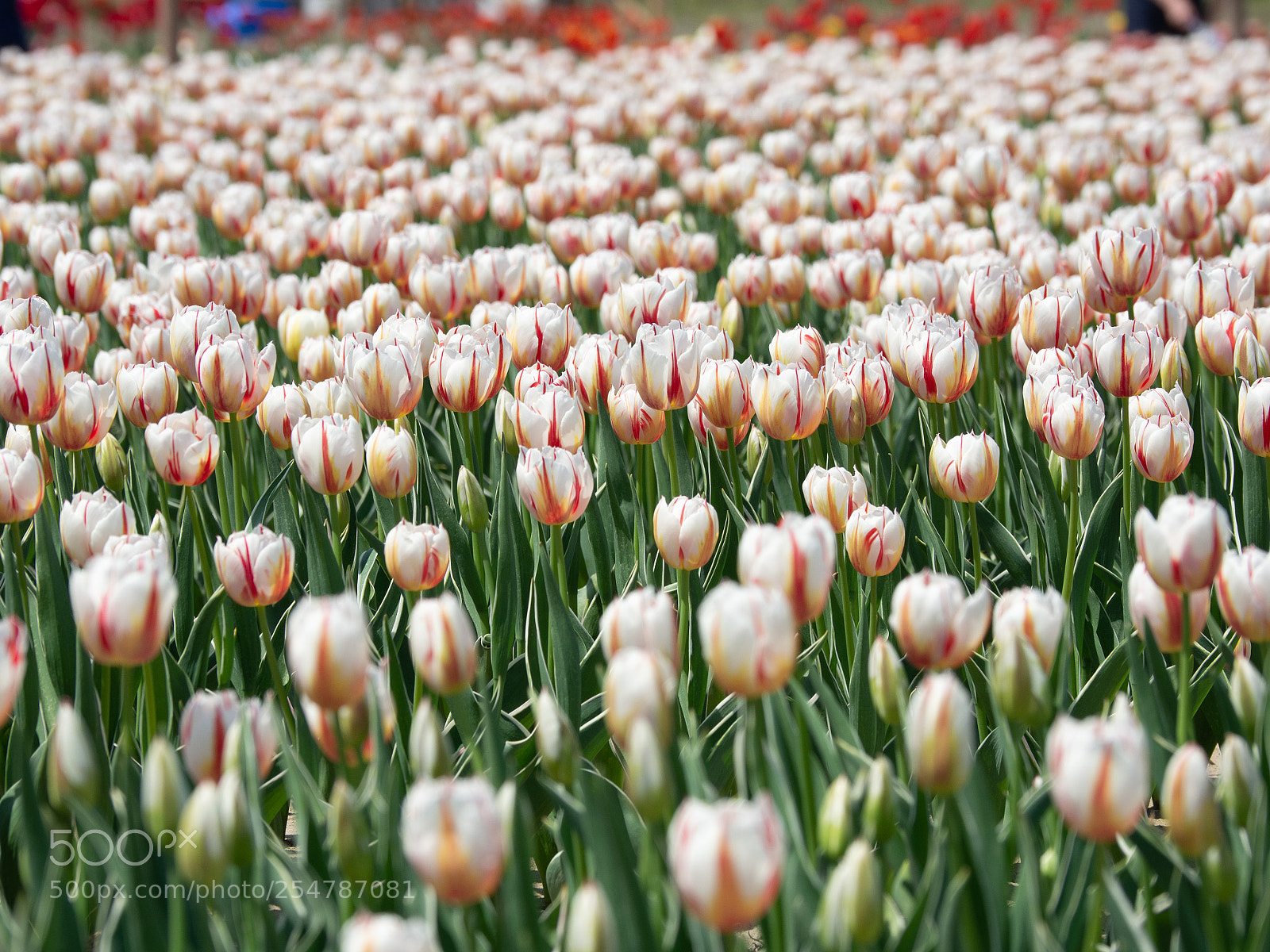 Olympus OM-D E-M10 II sample photo. Tulip field photography