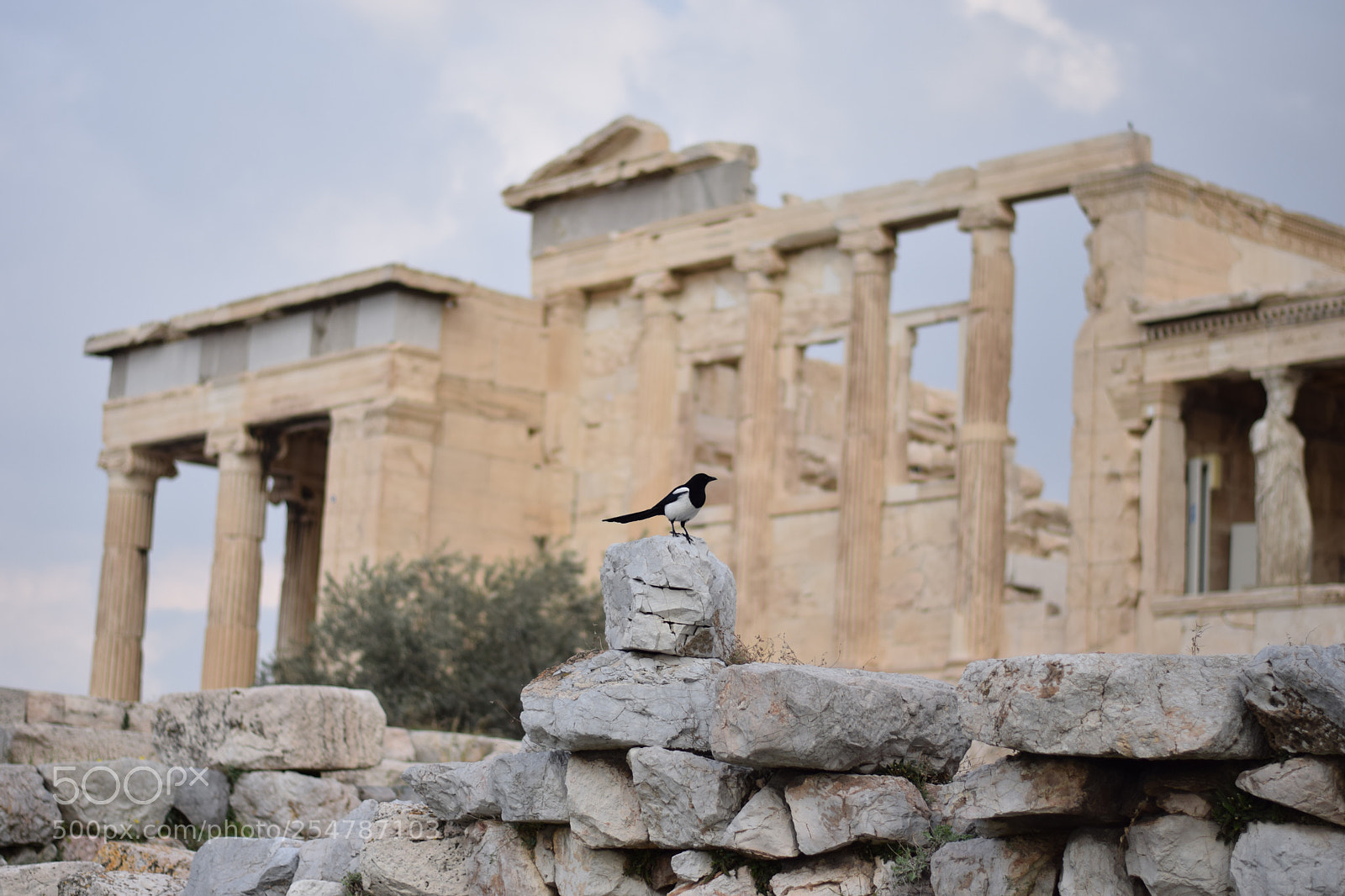 Nikon D3300 sample photo. Bird in akropolis photography