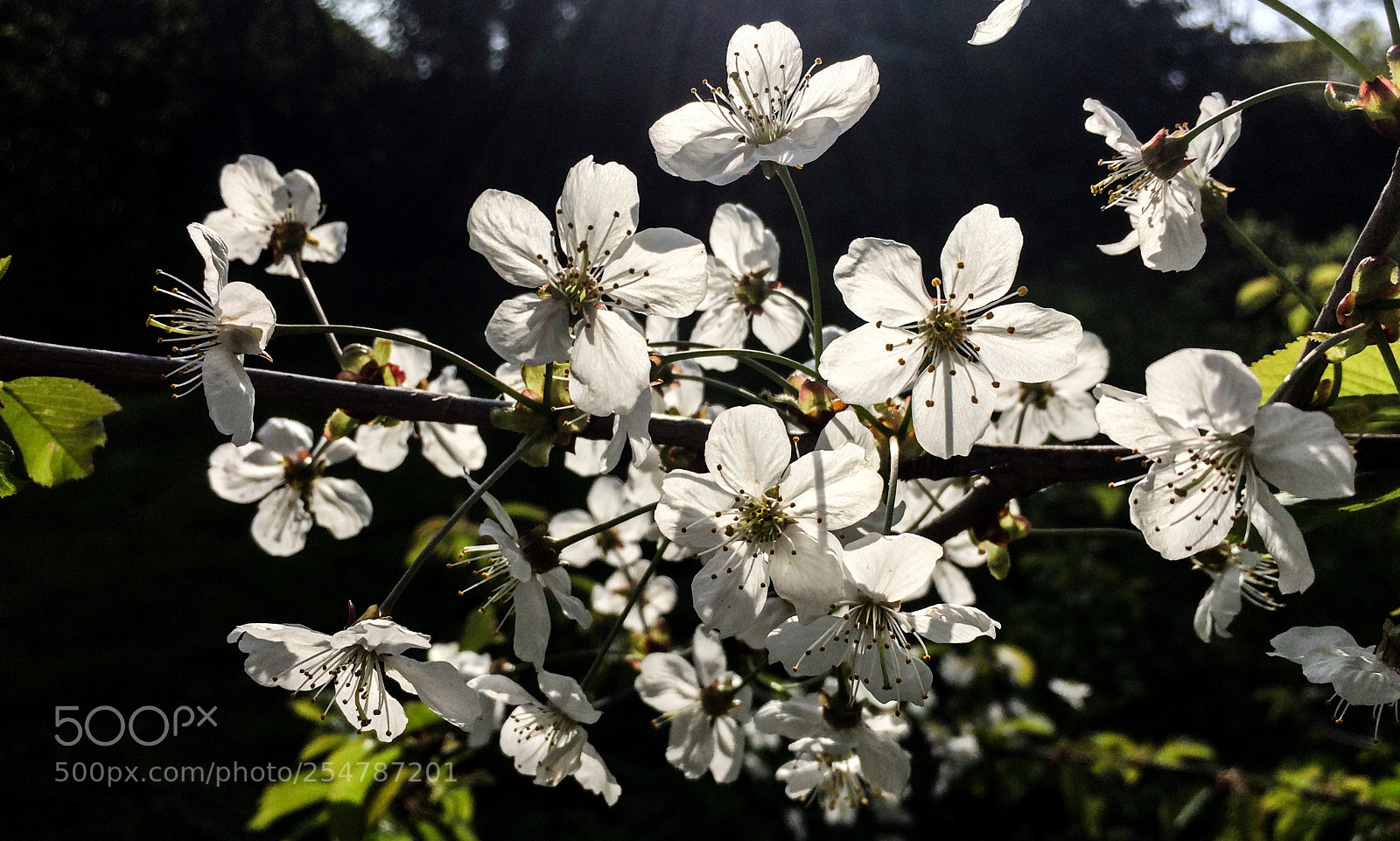 Apple iPhone 5s sample photo. Cherry blossom photography