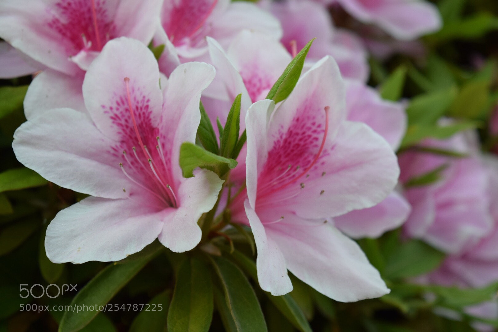 Nikon D5300 sample photo. Untitled photography