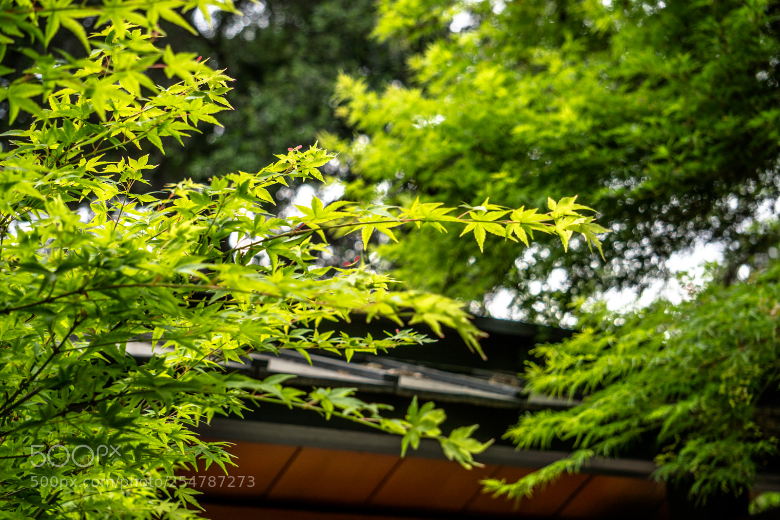 Sony a6000 sample photo. Tiny green leaves photography