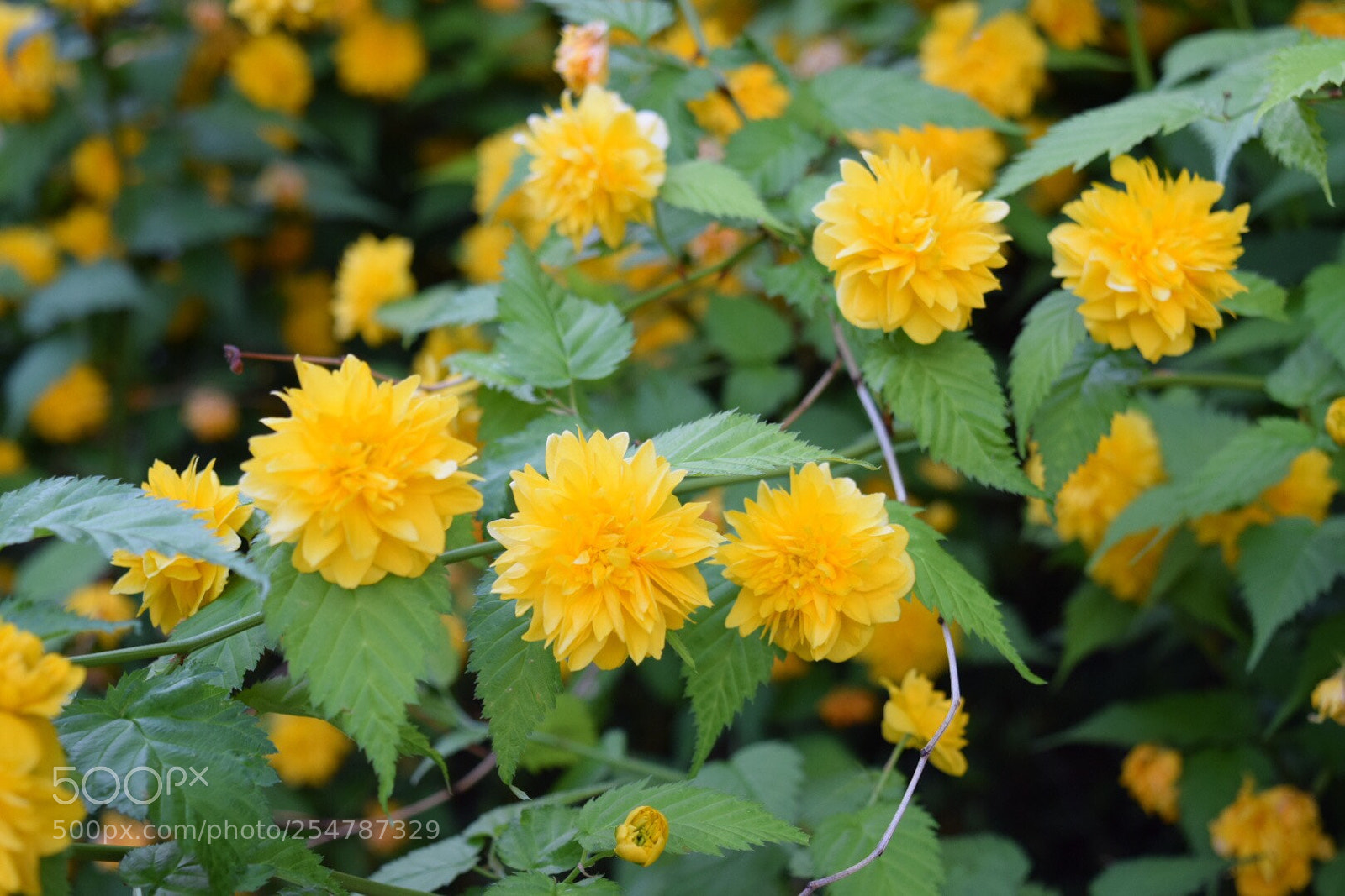 Nikon D5300 sample photo. Untitled photography