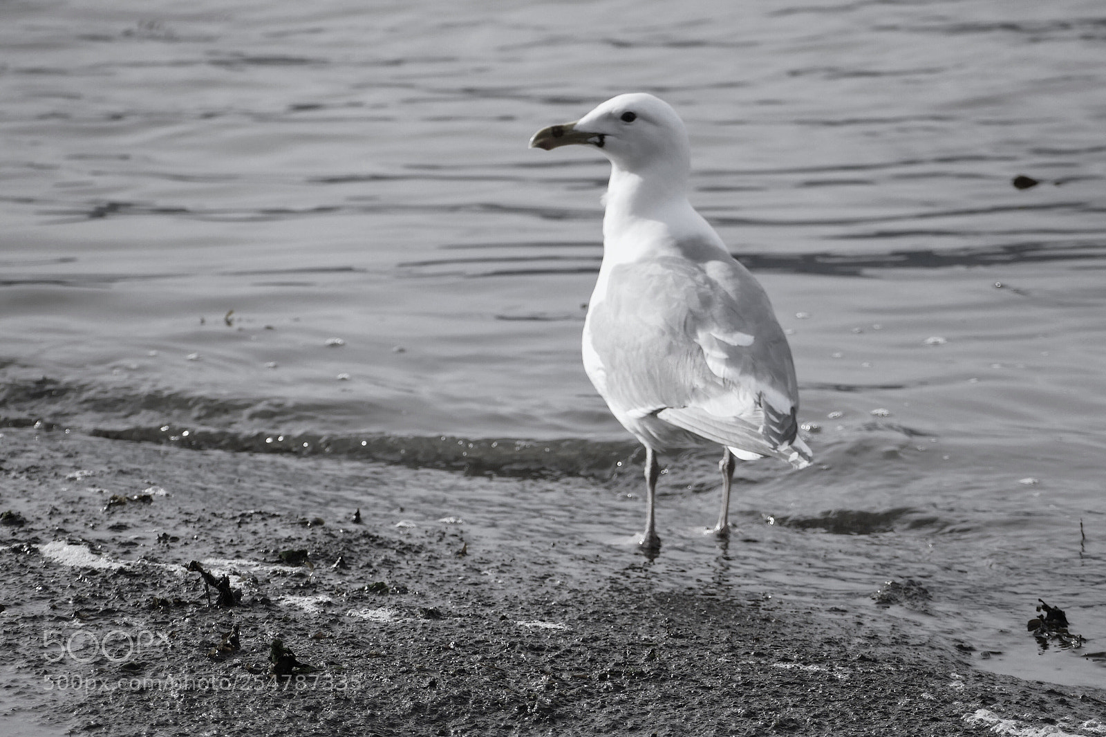 Panasonic Lumix DMC-FZ1000 sample photo. Sunday walk photography