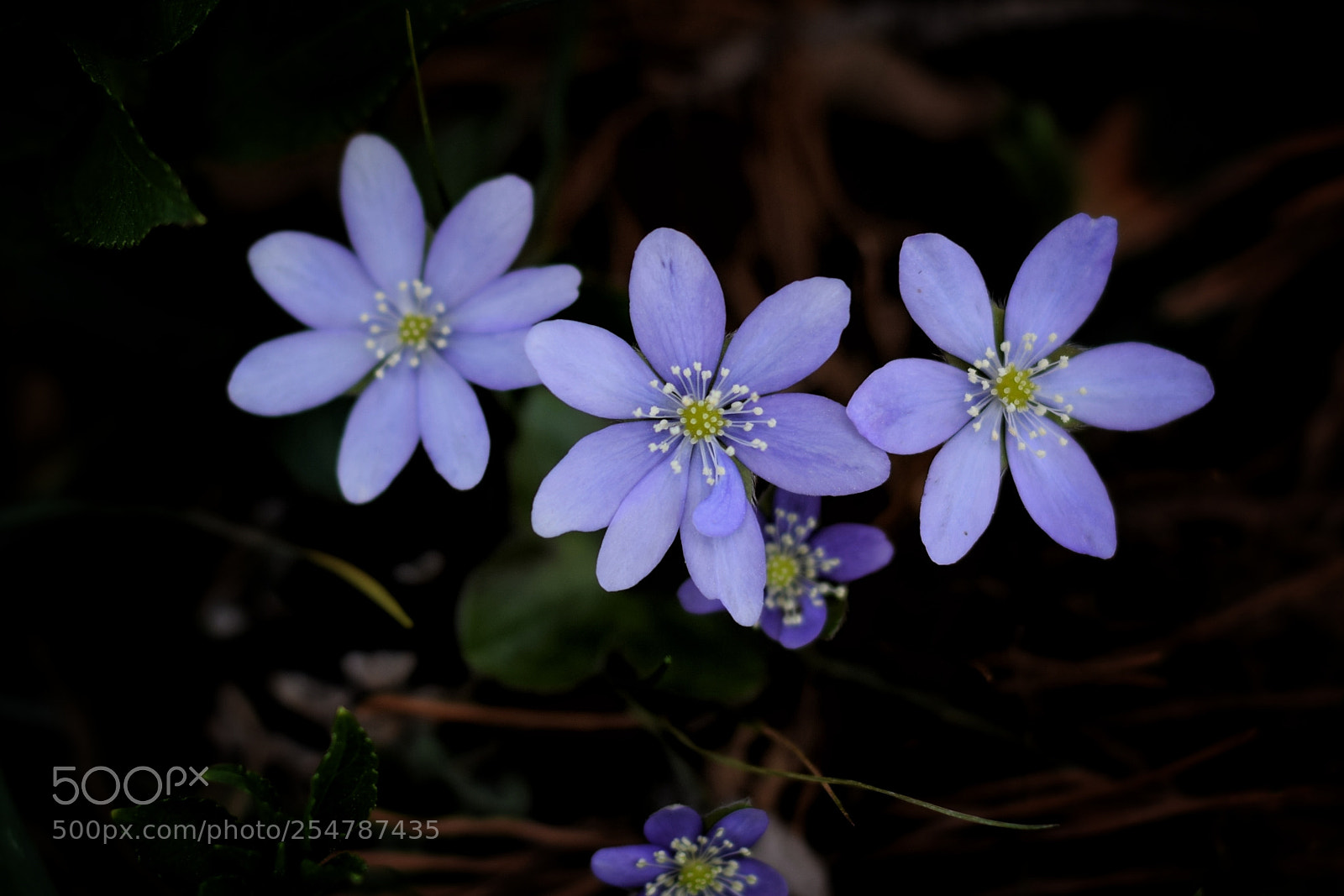 Nikon D5300 sample photo. Purple flower photography