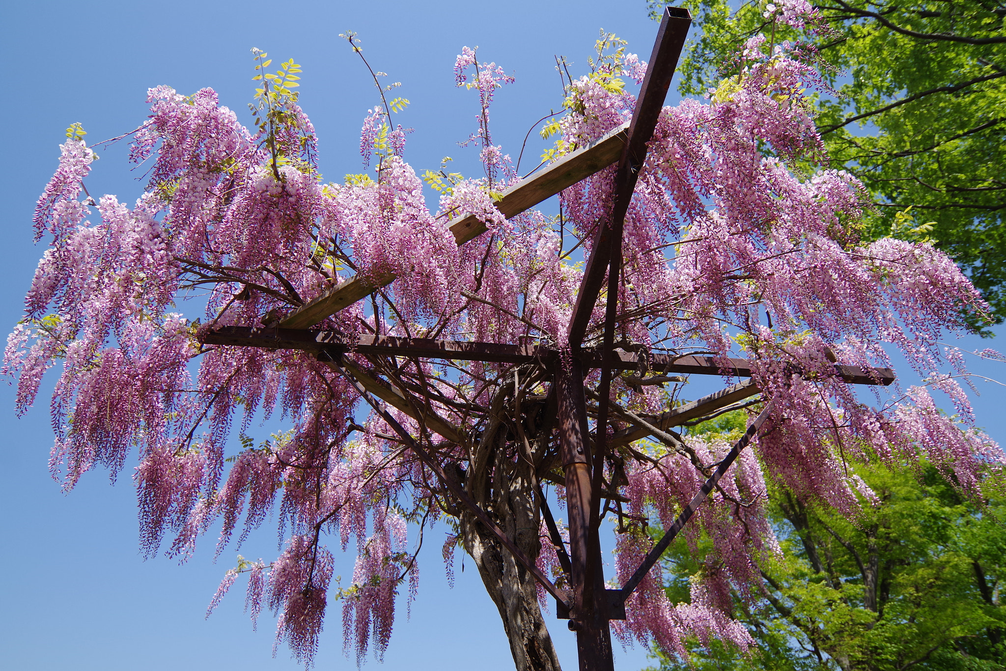 Pentax smc DA 12-24mm F4.0 ED AL (IF) sample photo. Japanese wisteria 2018 #2 photography