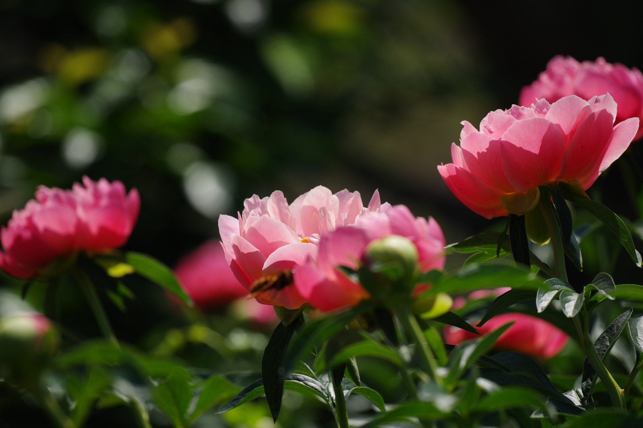 Pentax K-70 sample photo. Chinese peony 2018 #1 photography