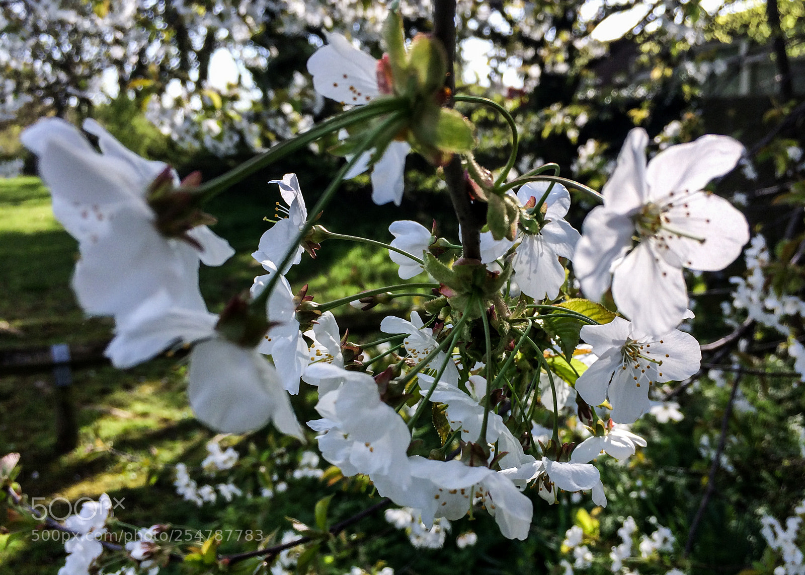 Apple iPhone 5s sample photo. Cherry blossom photography