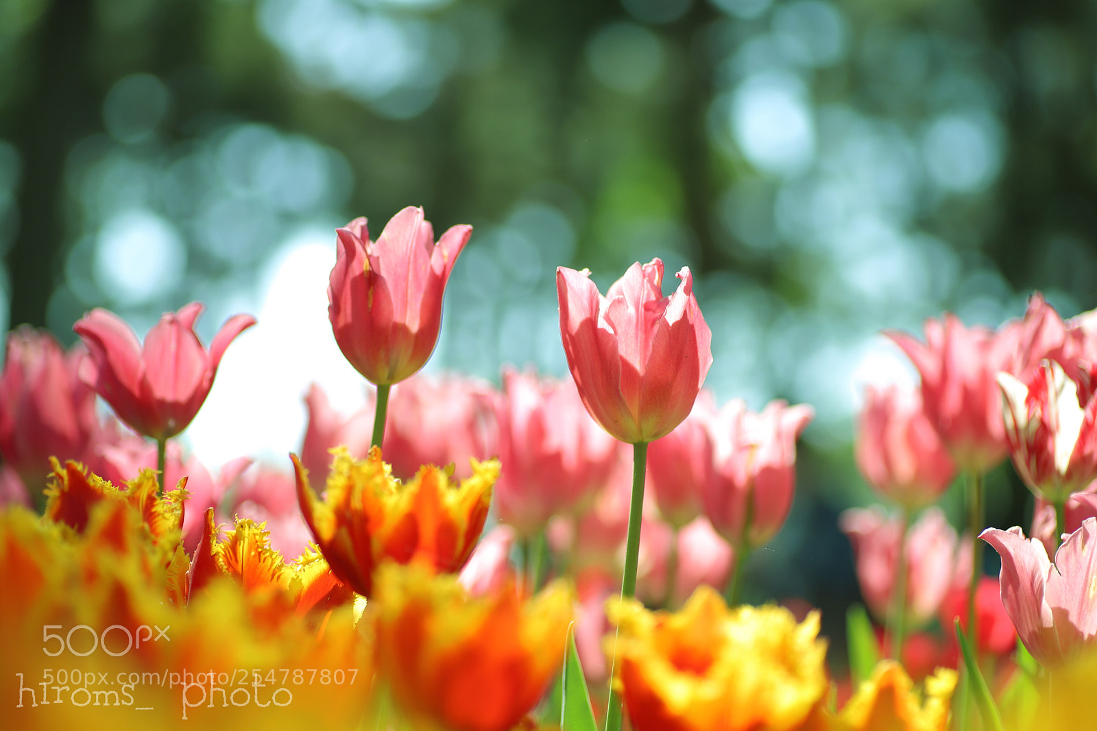 Canon EOS 6D Mark II sample photo. Untitled photography