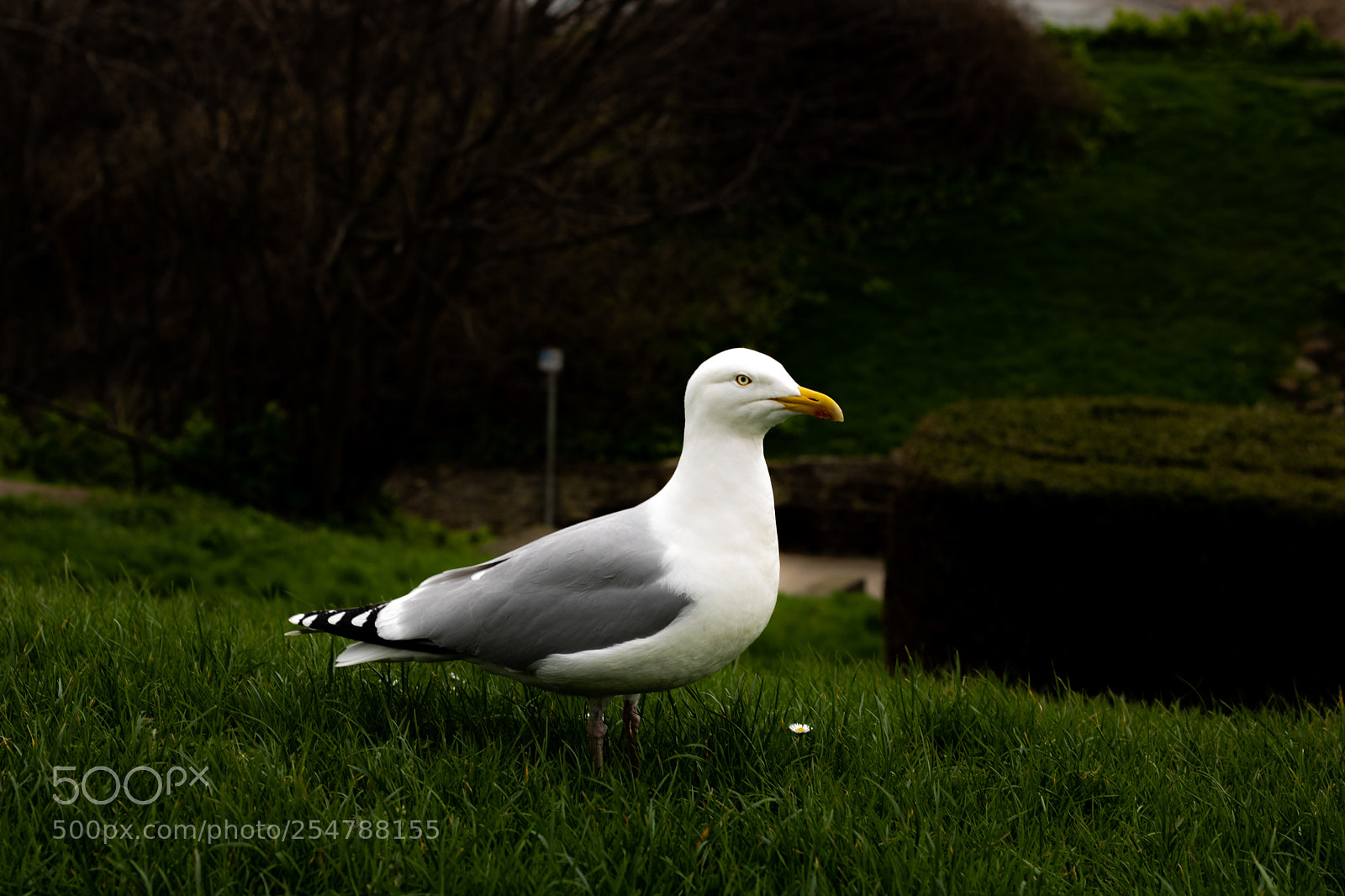 Canon EOS 750D (EOS Rebel T6i / EOS Kiss X8i) sample photo. Whitby seagull photography