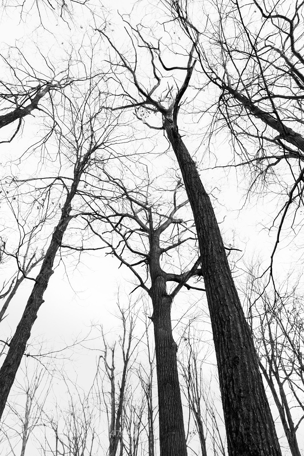 Nikon D800E sample photo. Look up photography