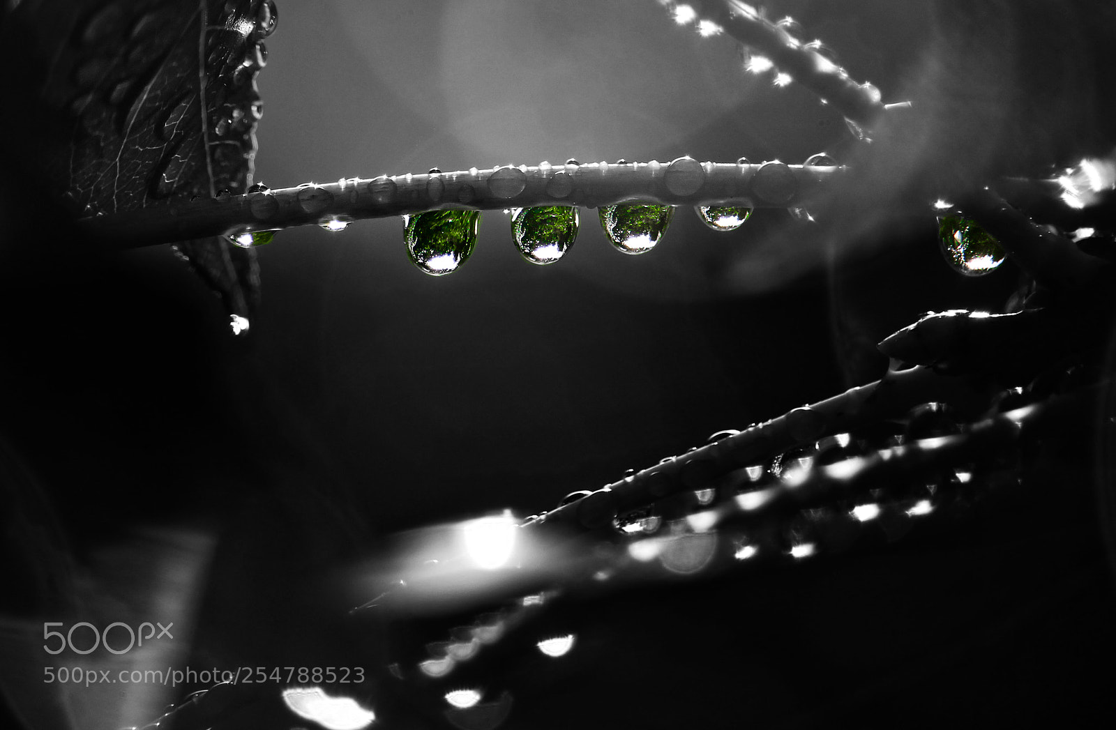 Canon EOS 650D (EOS Rebel T4i / EOS Kiss X6i) sample photo. Water droplets photography