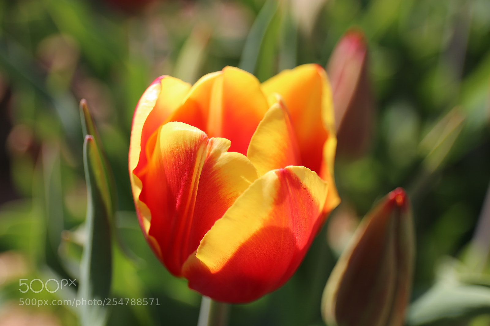 Canon EF 24-70mm F4L IS USM sample photo. Tulip photography