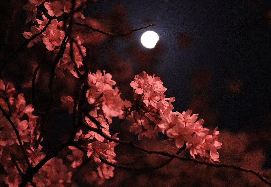 Canon EOS 77D (EOS 9000D / EOS 770D) sample photo. Cherry blossom photography