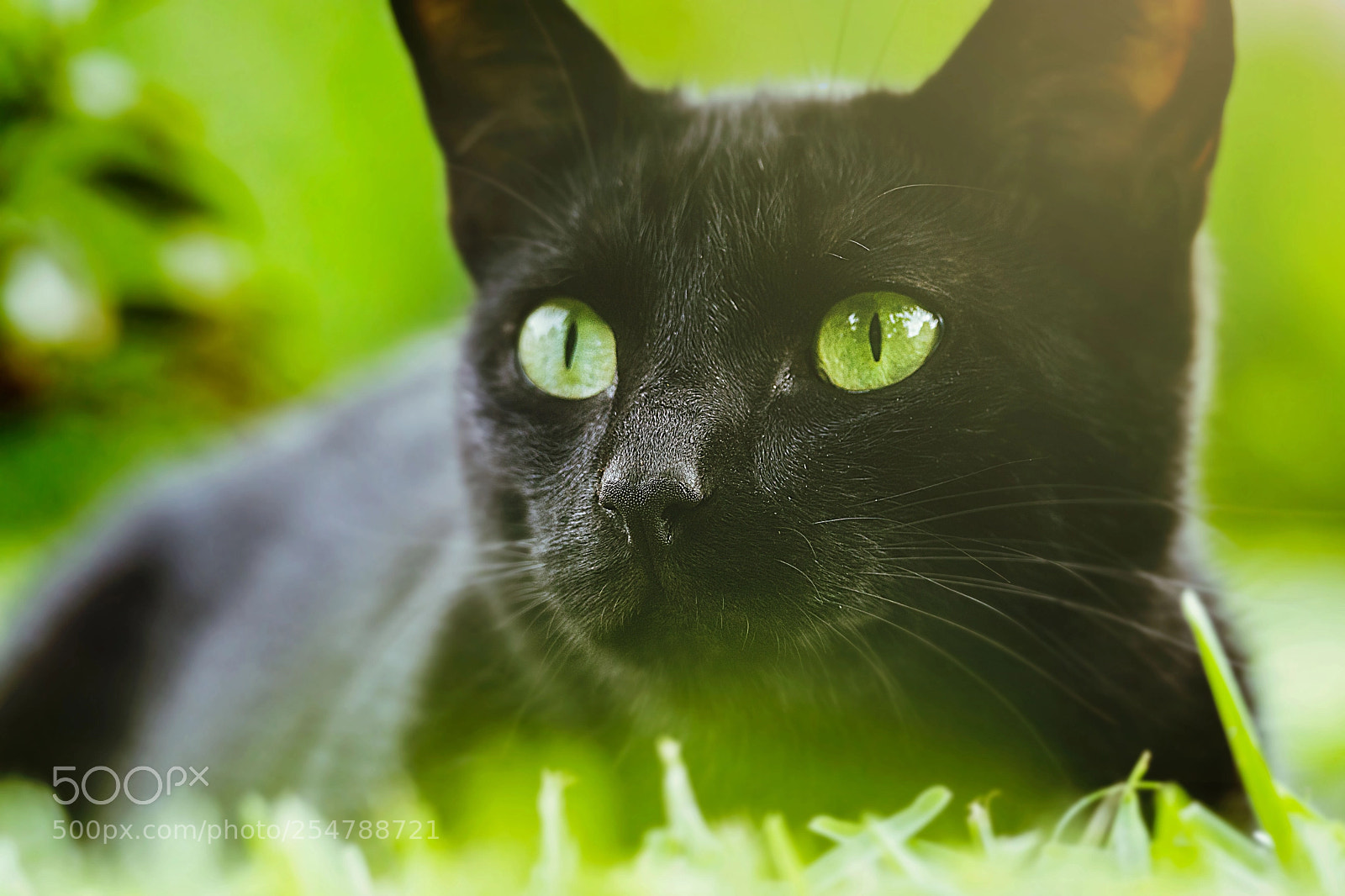 Sony SLT-A77 sample photo. Joey photography