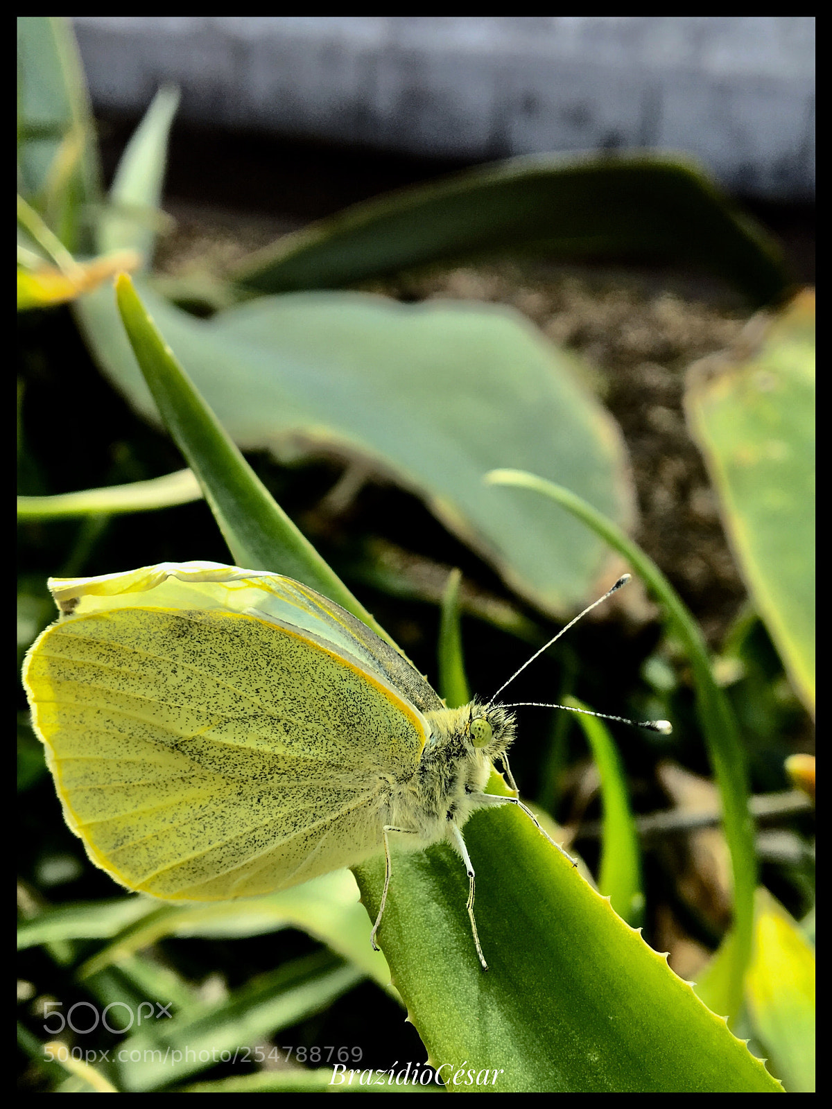 Apple iPhone 6s sample photo. Untitled photography