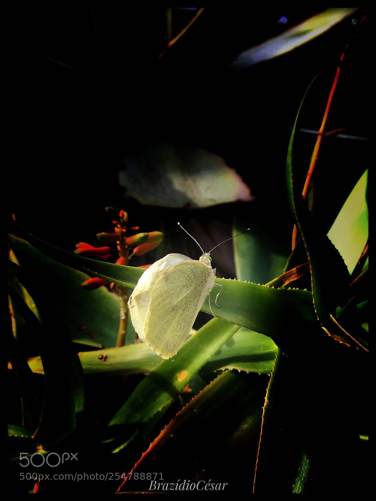 Apple iPhone 6s sample photo. Untitled photography
