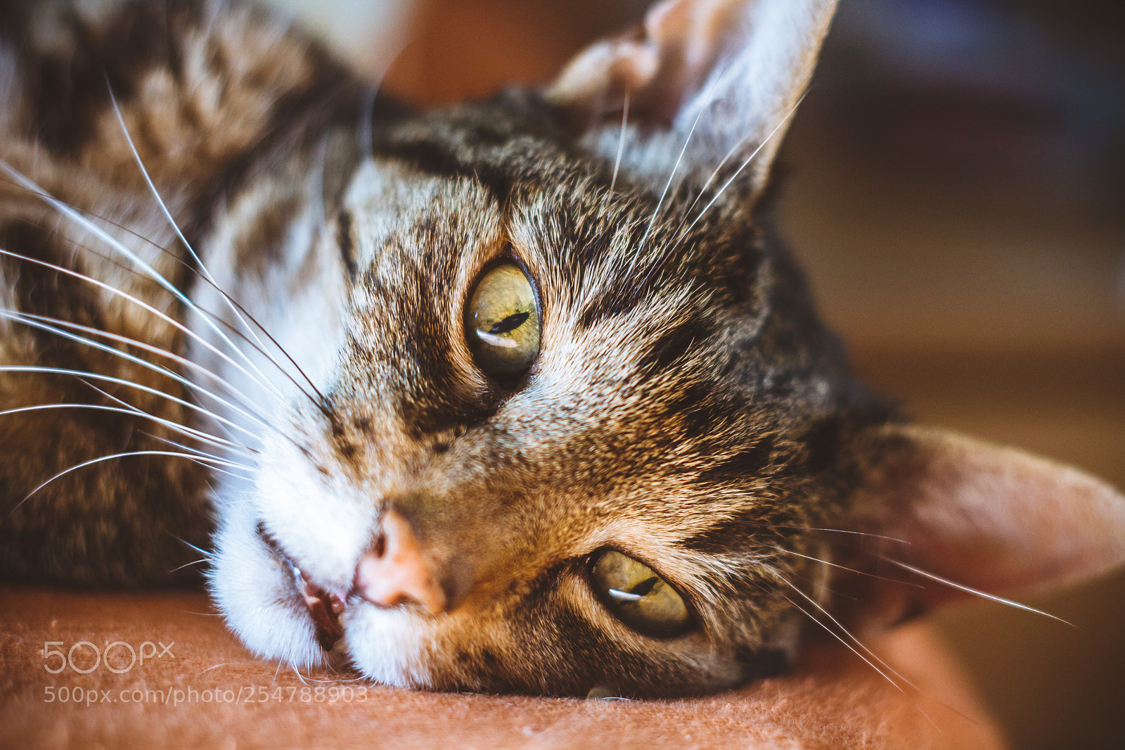 Canon EOS 700D (EOS Rebel T5i / EOS Kiss X7i) sample photo. Will you sleep too? photography
