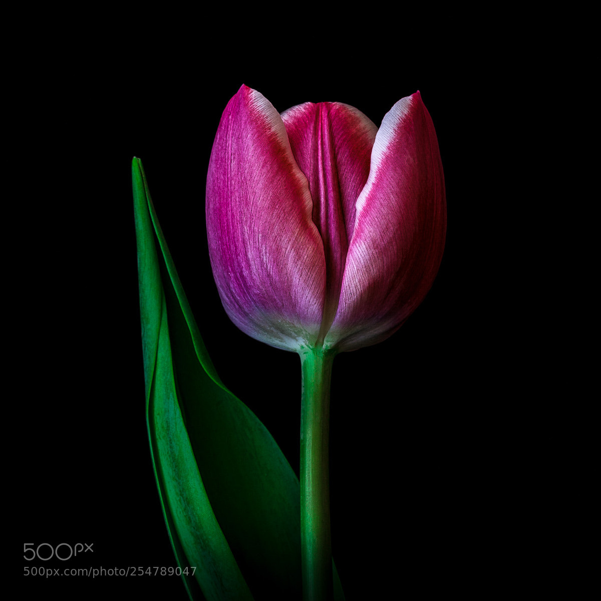 Canon EOS 5D Mark II sample photo. Lone tulip photography