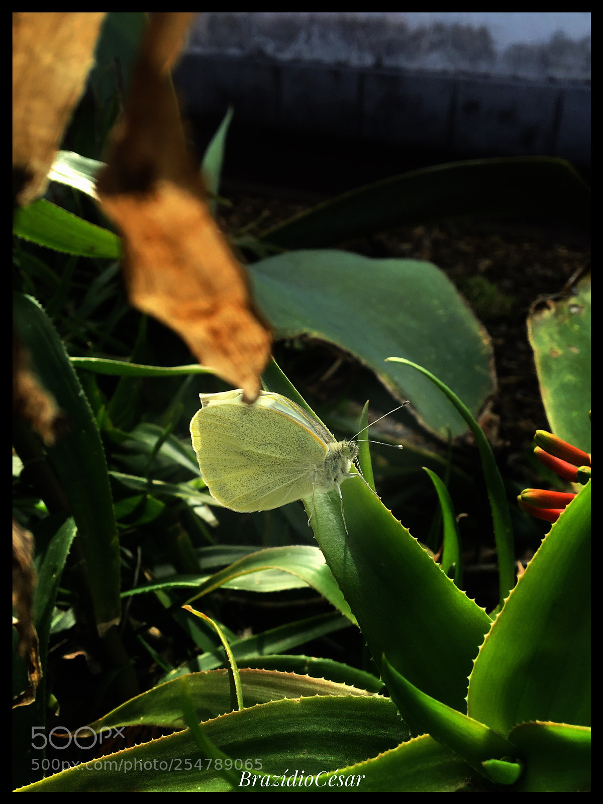 Apple iPhone 6s sample photo. Untitled photography