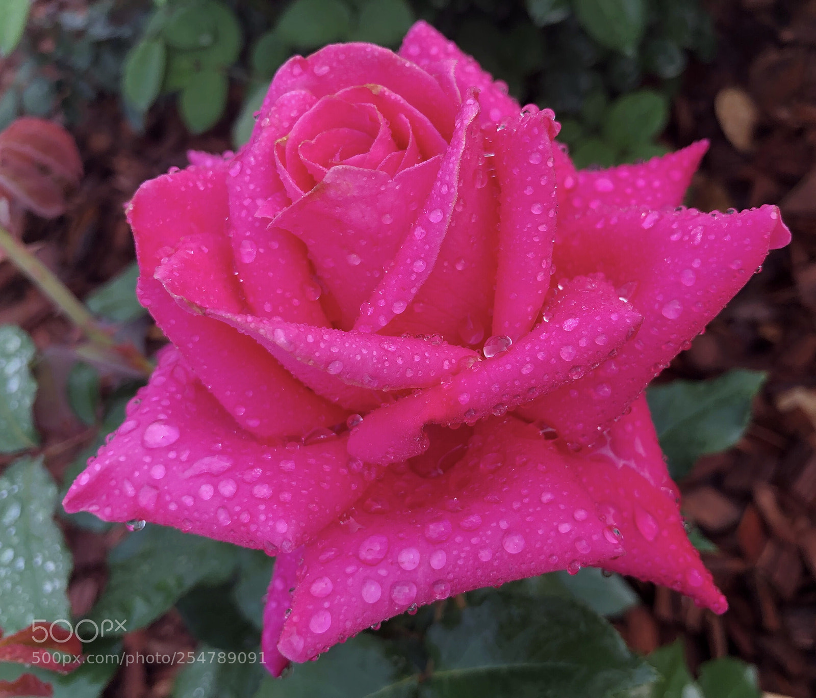 Apple iPhone X sample photo. Untitled photography