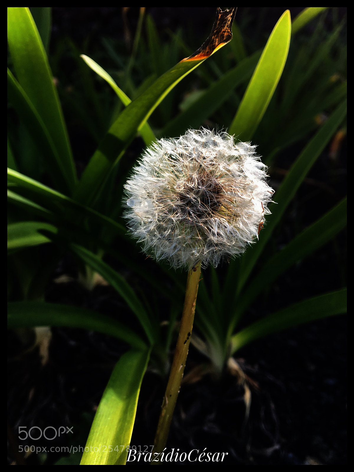 Apple iPhone 6s sample photo. Untitled photography