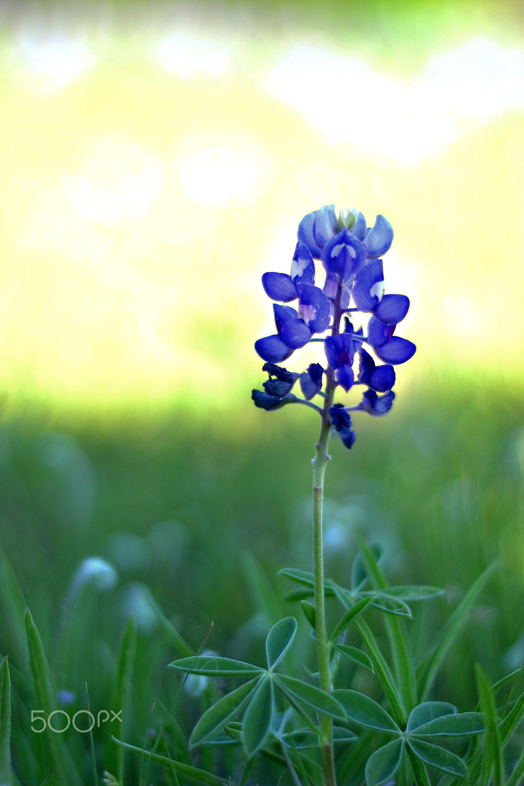 Nikon D3100 + Nikon AF Nikkor 50mm F1.8D sample photo. Lonely blue bonnet photography