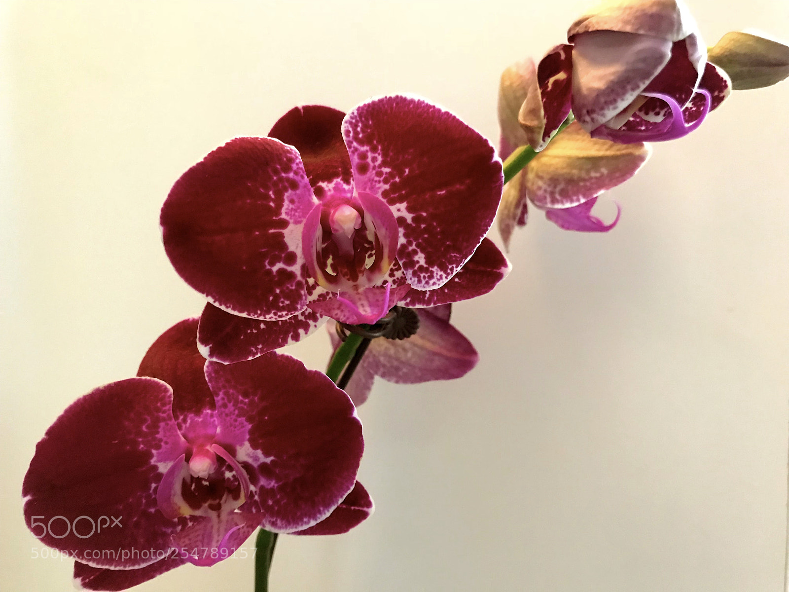 Apple iPhone 7 sample photo. My orchid photography