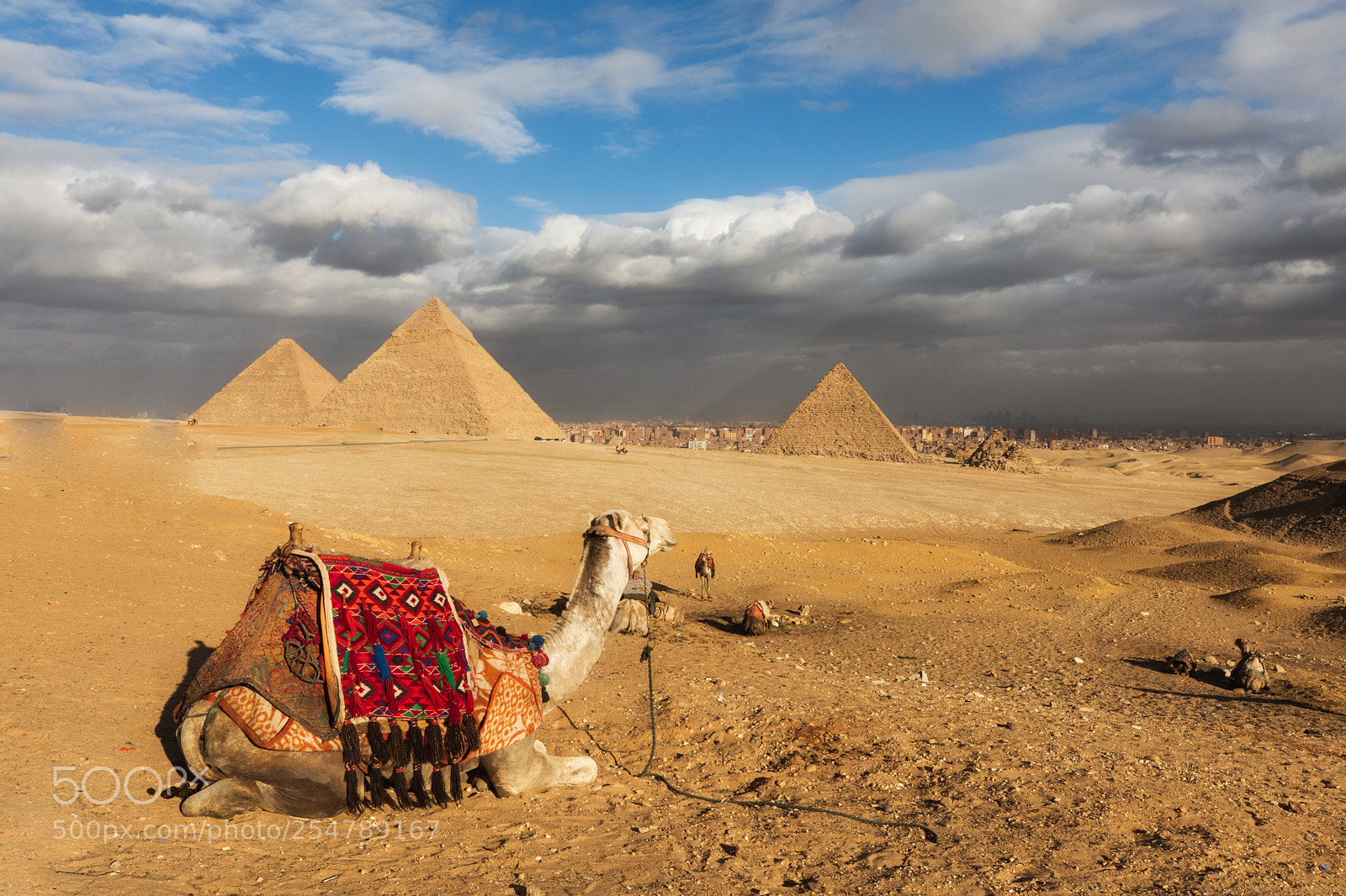 Canon EOS 5D Mark IV sample photo. Camel in the foreground photography