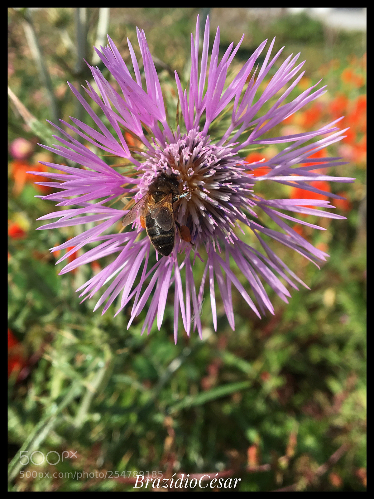 Apple iPhone 6s sample photo. Untitled photography