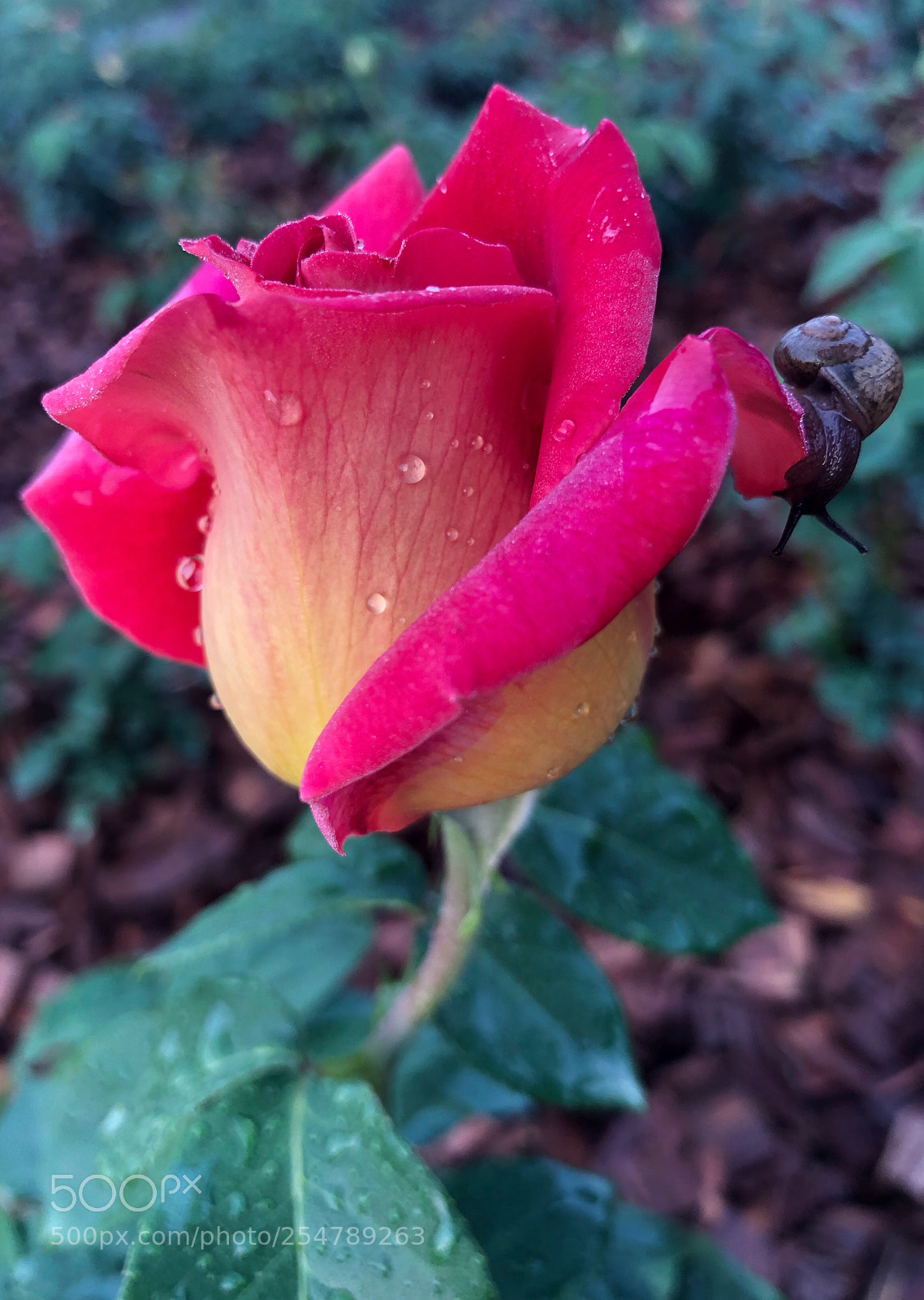 Apple iPhone X sample photo. Untitled photography