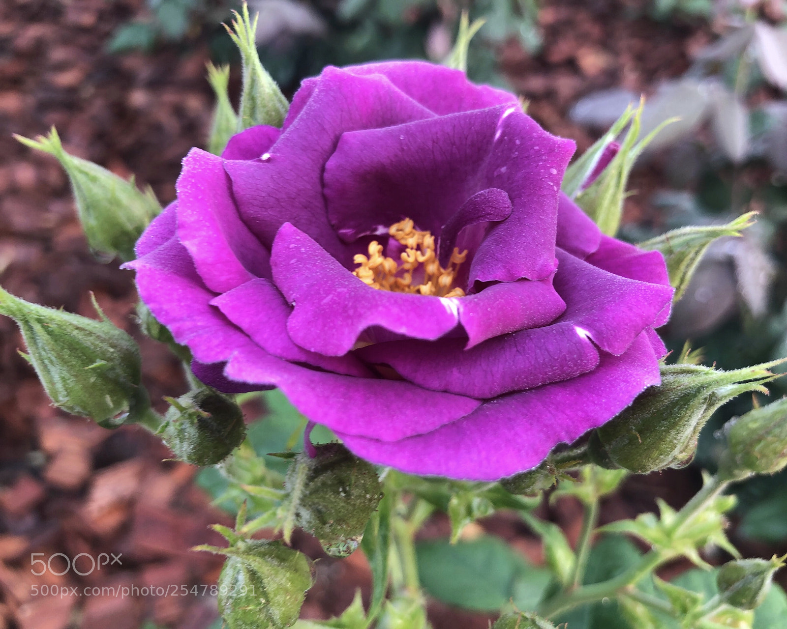 Apple iPhone X sample photo. Untitled photography