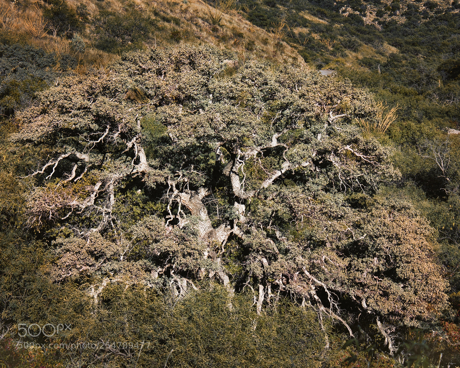 Canon EOS 1100D (EOS Rebel T3 / EOS Kiss X50) sample photo. Old oak tree photography