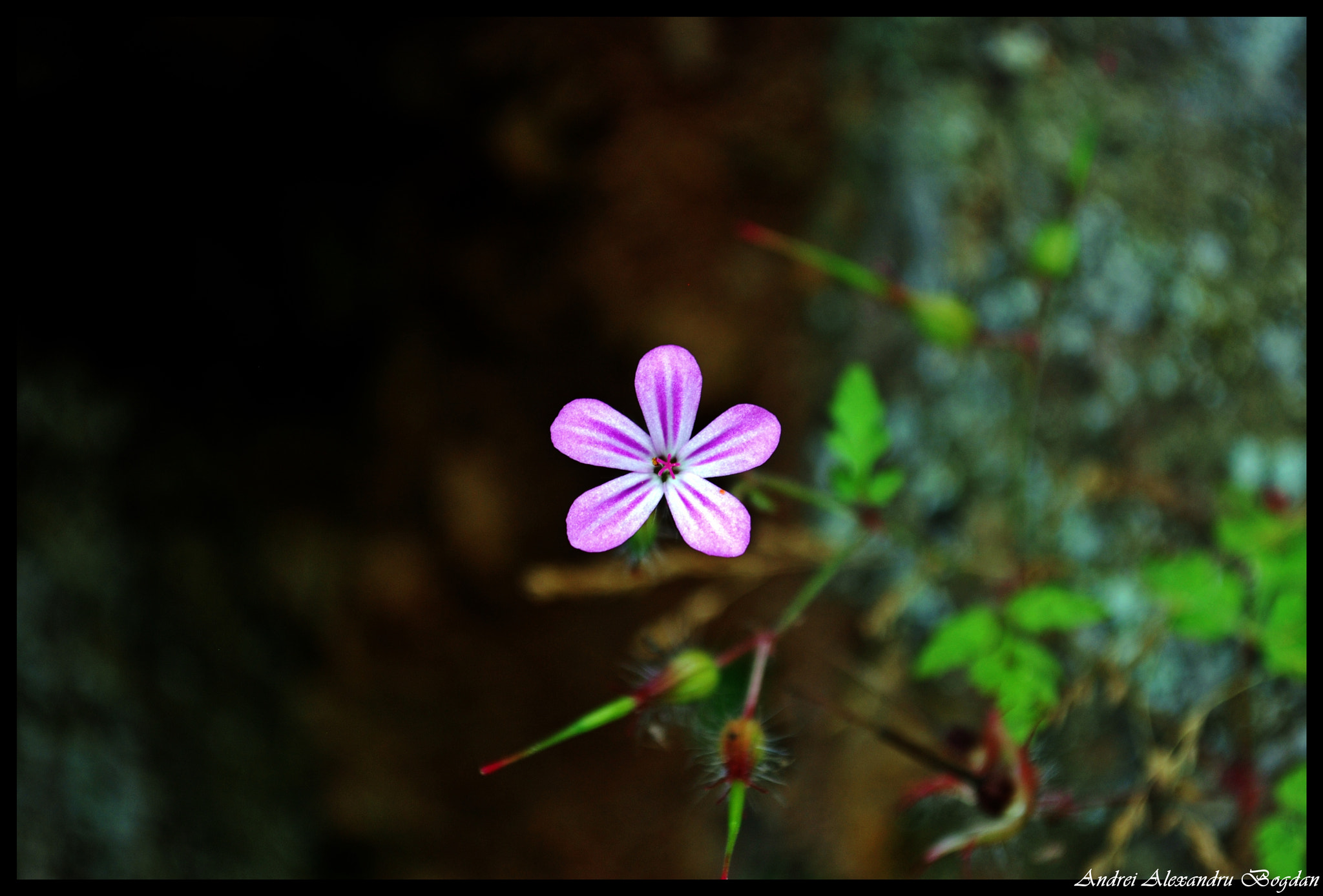 Nikon D80 sample photo