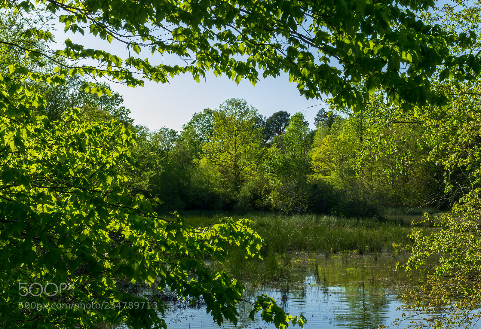 Pentax K-5 sample photo. Afternoon light on marbury photography
