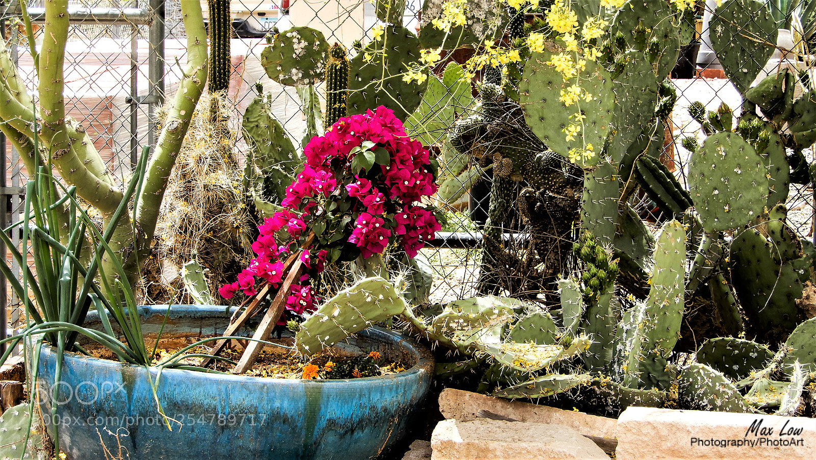 Nikon Coolpix A900 sample photo. Arizona sunday april 2018 photography