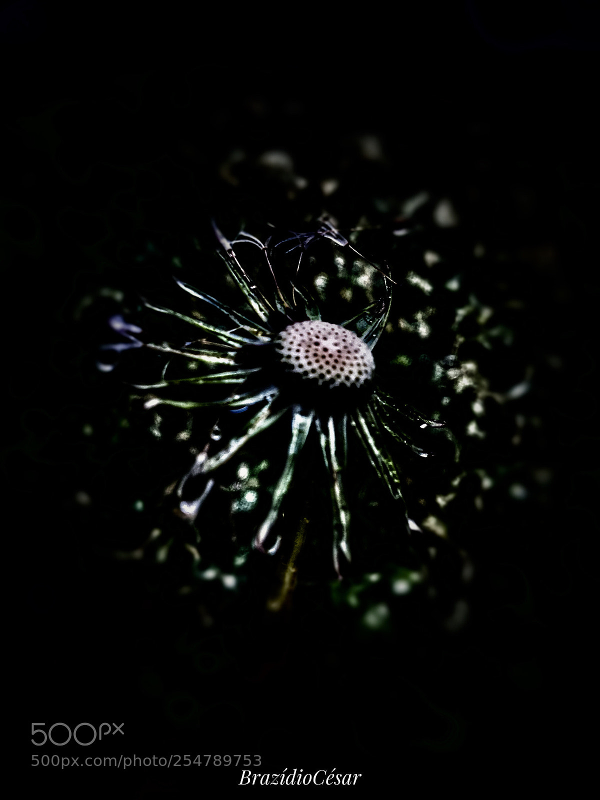Apple iPhone 6s sample photo. Untitled photography
