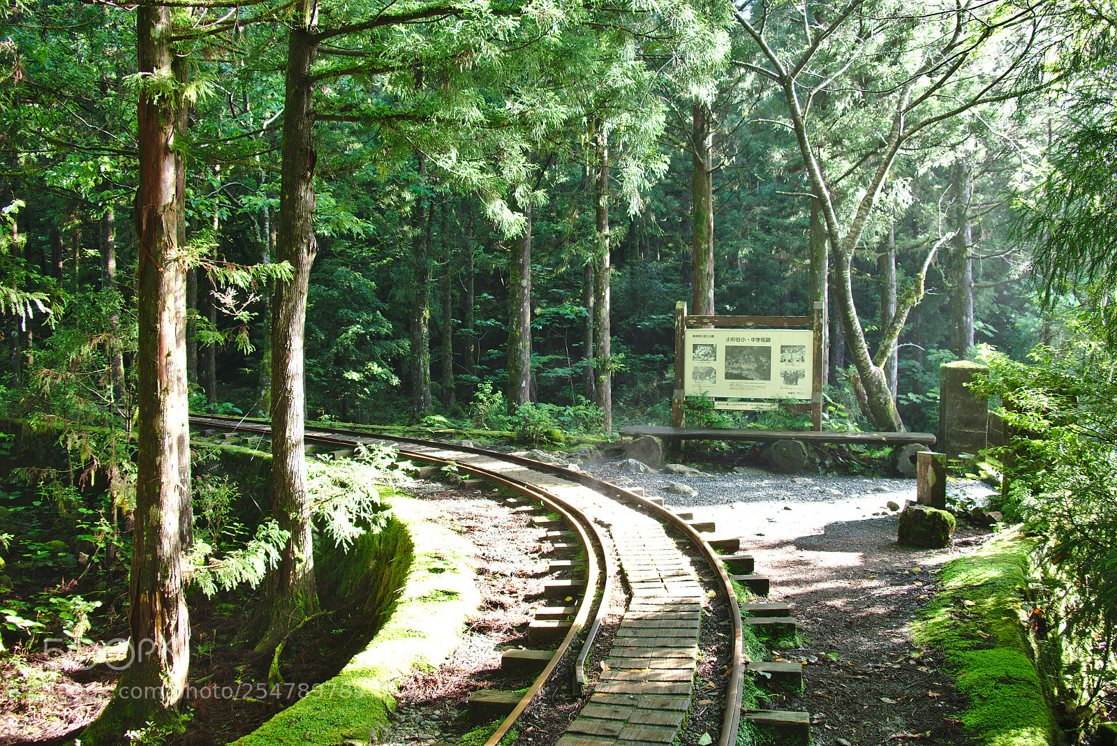 Fujifilm X-T1 sample photo. Sunlight on the path photography