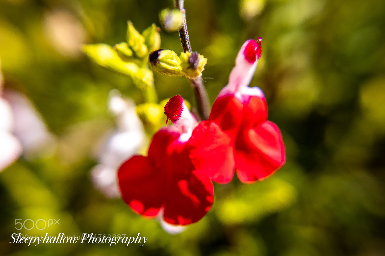 Canon EOS 1300D (EOS Rebel T6 / EOS Kiss X80) sample photo. Kiss me red photography
