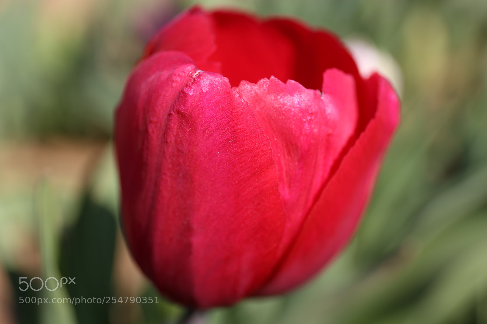 Canon EF 24-70mm F4L IS USM sample photo. Tulip photography