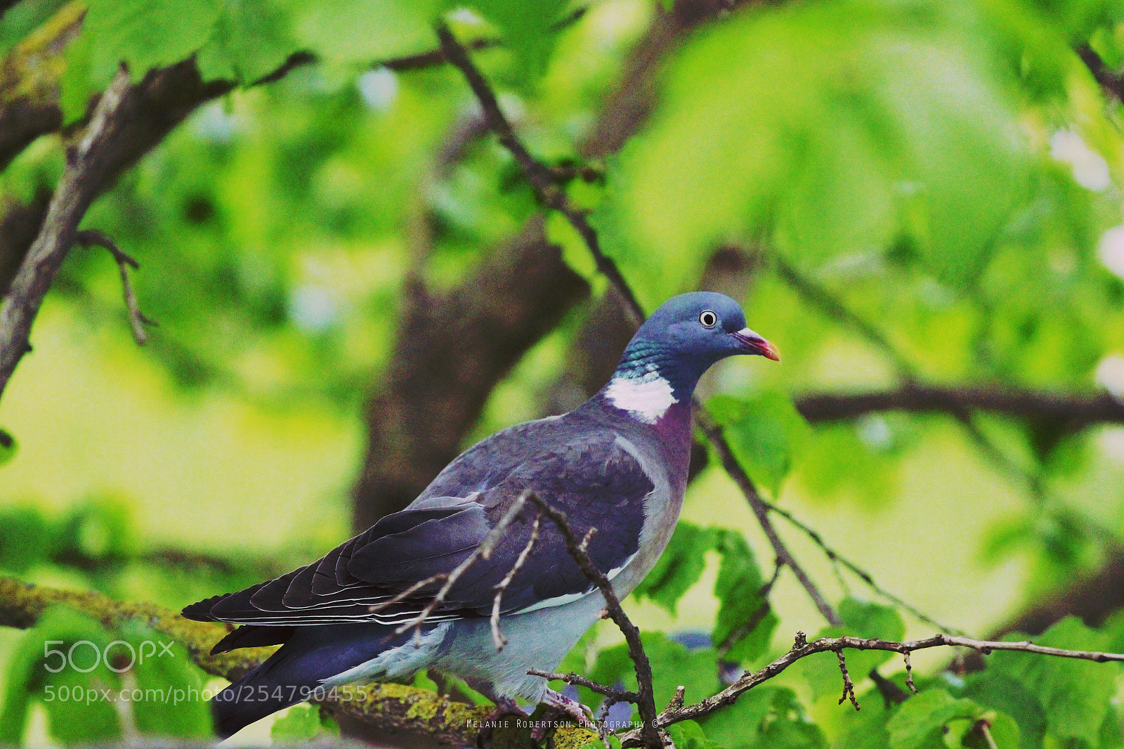 Canon EOS 100D (EOS Rebel SL1 / EOS Kiss X7) sample photo. Dove photography